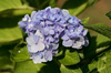 Hortensja Ogrodowa 'Bodensee' – Sadzonka 20-30 cm