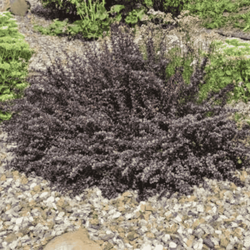 Berberys Thunberga 'Atropurpurea Nana' – Sadzonka 20-30 cm