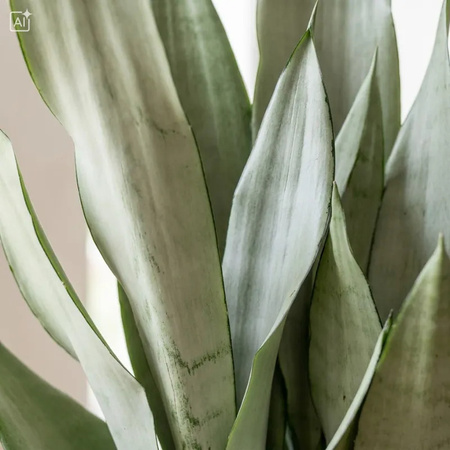 Sansewieria Moonshine S (Sansevieria trifasciata)