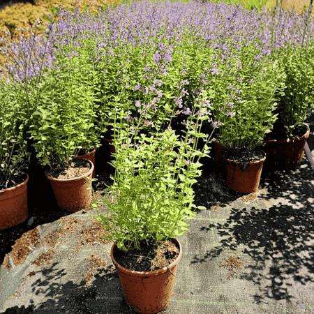 Kocimiętka Fasena Walkers Low 