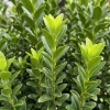 Trzmielina Japońska Green Spire (Euonymus Japonica Green Spire)