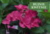Hortensja bukietowa 'Wim's Red' - Sadzonka 30-40 cm