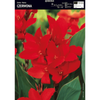 Kanna czerwona 1 szt.