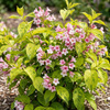 Krzewuszka Lime Monster (Weigela florida Lime Monster)