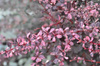 Berberys Thunberga 'Flamingo' - Sadzonka 15-25 cm