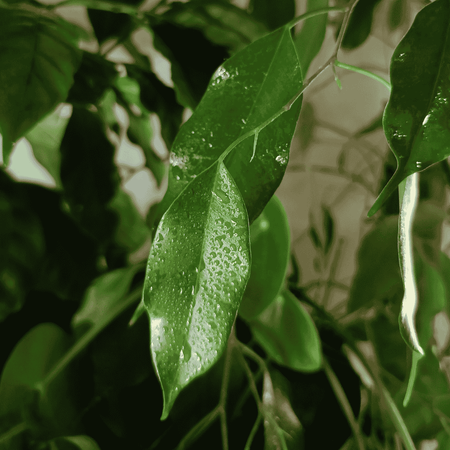 Regenerator do roślin doniczkowych – Vegano 300 ml