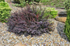 Berberys Thunberga 'Atropurpurea Nana' – Sadzonka 20-30 cm