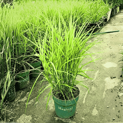 Turzyca Muskegońska