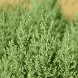 Jałowiec Chiński 'Stricta' – Sadzonka 30-40 cm