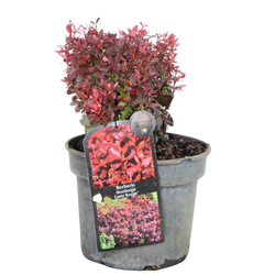 Berberys Thunberga 'Lutin Rouge'  – Sadzonka 15-25 cm