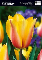 Tulipan Blushing Lady 10 szt.