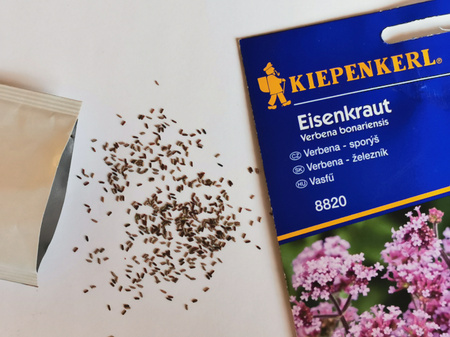 Werbena patagońska - Nasiona - Kiepenkerl 