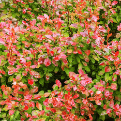 Berberys Thunberga 'Florence' - Sadzonka 15-25 cm