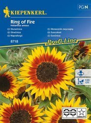 Słonecznik zwyczajny Ring of Fire Helianthus annuus