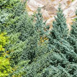 Jałowiec Skalny 'Skyrocket' - Sadzonka 50-70 cm