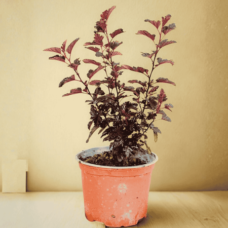 Pęcherznica Kalinolistna Red Baron