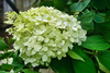 Hortensja Bukietowa 'Magical Candle Bokraflame'  – Sadzonka 40-60 cm