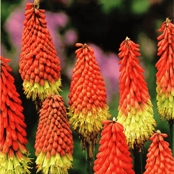 Trytoma czerwono-żółta 1 szt.