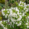 Krzewuszka Candida (Weigela florida Candida)