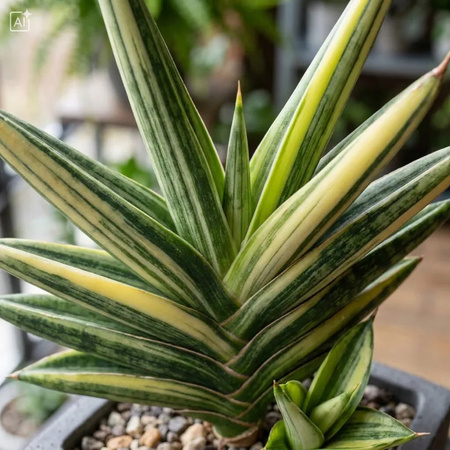 Sansewieria (Sansevieria Francisii Variegata)