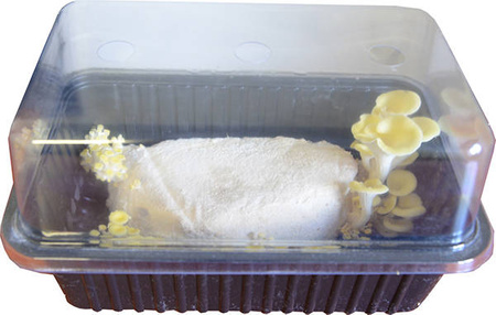 Zestaw do uprawy grzybów – Boczniak cytrynowy – 3 l Exotic Grow