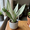 Sansewieria Moonshine S (Sansevieria trifasciata)