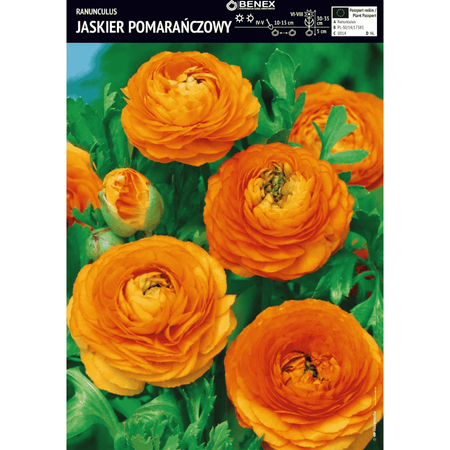 Jaskier pomarańczowy 5 szt.