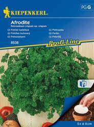 Pietruszka Afrodite Petroselinum crispum var. crispum