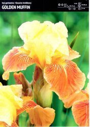 Irys Germanica - Kosiaciec Bródkowy ‘Golden Muffin’ - 1 szt.