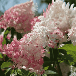 Hortensja bukietowa 'Pinky Winky' - Sadzonka 30-40 cm