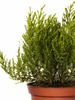Hebe Imbricata Dachówkowate - 9 szt. pakiet