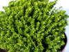 Hebe Green Globe Zimozielone -  9 szt. pakiet 