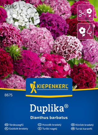 Goździk brodaty Duplika-Mix Dianthus barbatus
