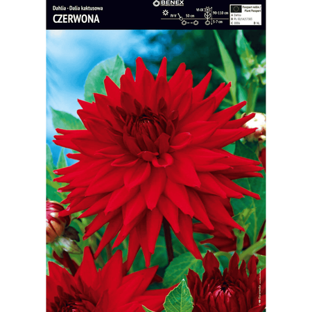 Dalia kaktusowa czerwona 1 szt.