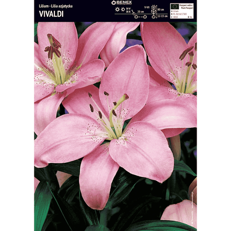 Lilia azjatycka Vivaldi 1 szt.