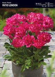 Peonia – Piwonia Patio London - 1 szt.