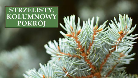 Świerk srebrny kłujący 'Iseli Fastigiate' - Sadzonka 40 cm