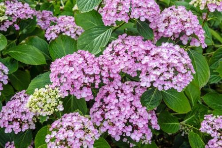 Hortensja Ogrodowa 'Ayesha' – Sadzonka 45-60 cm