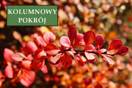 Berberys Thunberga 'Red Rocket' - Sadzonka 40 cm
