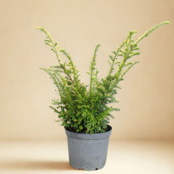 Cis Pospolity Elegantissima