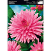 Dalia kaktusowa różowa 1 szt.