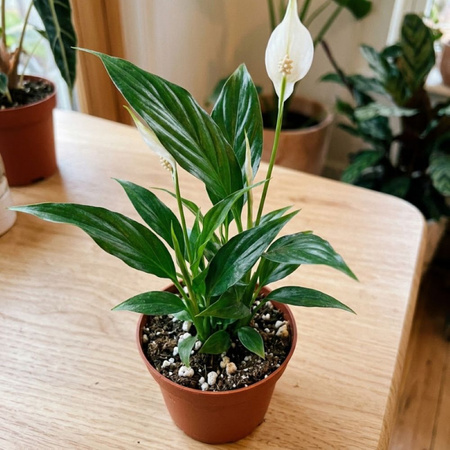 Skrzydłokwiat Pearl Cupido M (Spathiphyllum 'Pearl Cupido')