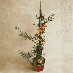 Ognik Szkarłatny Orange Charmer