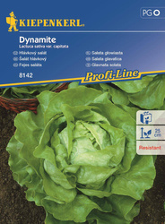 Sałata głowiasta Dynamite Lactuca sativa var. Capitata