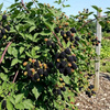 Jeżyna Bezkolcowa Black Satin (Rubus Fruticosus Black Satin)
