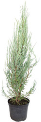 Jałowiec Skalny 'Blue Arrow' – Sadzonka 60-80 cm
