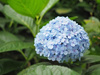 Hortensja Ogrodowa 'Nikko Blue' – Sadzonka 10-50 cm