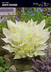 Funkia 'White Feather'