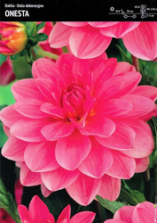 Dahlia- Dalia Onesta - 1 szt