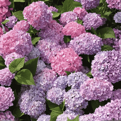 Hortensja Ogrodowa 'Bouquet Rose' – Sadzonka 20-30 cm